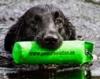 PAW on Tour - The Championship for Flatcoated retrievers 2016 on  the 13-14:th of August, Nordviks Naturbruksgymnasium, Hga Kusten