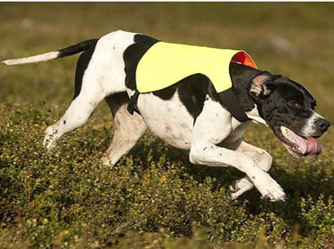 Dog hunting vests