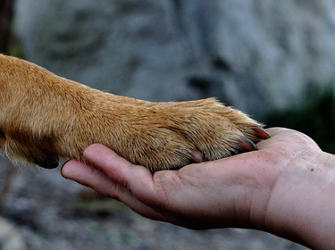Optimal care for  dog paws