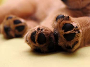 Optimal care for  dog paws