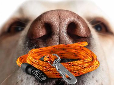 Lead with carabiner - Nosework