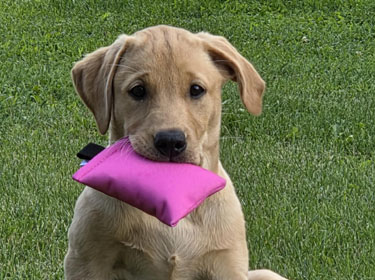 Puppydummy