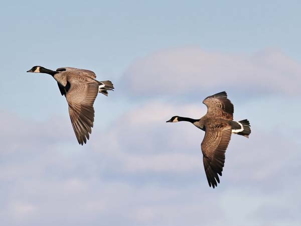 Goose hunting, Leksand on 29/9 2018 in the group  at PAW of Sweden AB (Gasjakt)