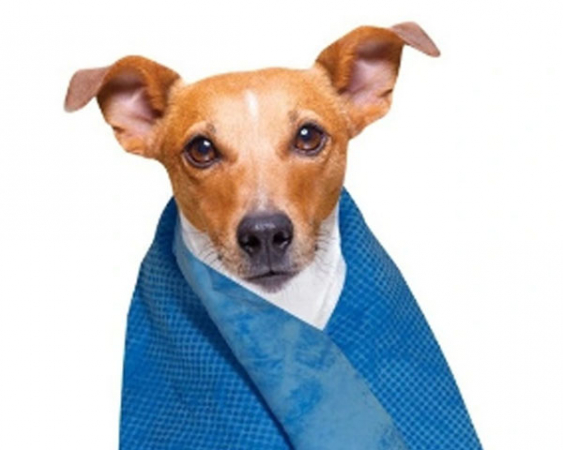 Cooling and drying cloth in the group The dog / Care / Drying- and cooling towel at PAW of Sweden AB (L0568)
