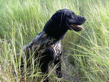 PAW of Sweden´s reversible Neophrene vest
