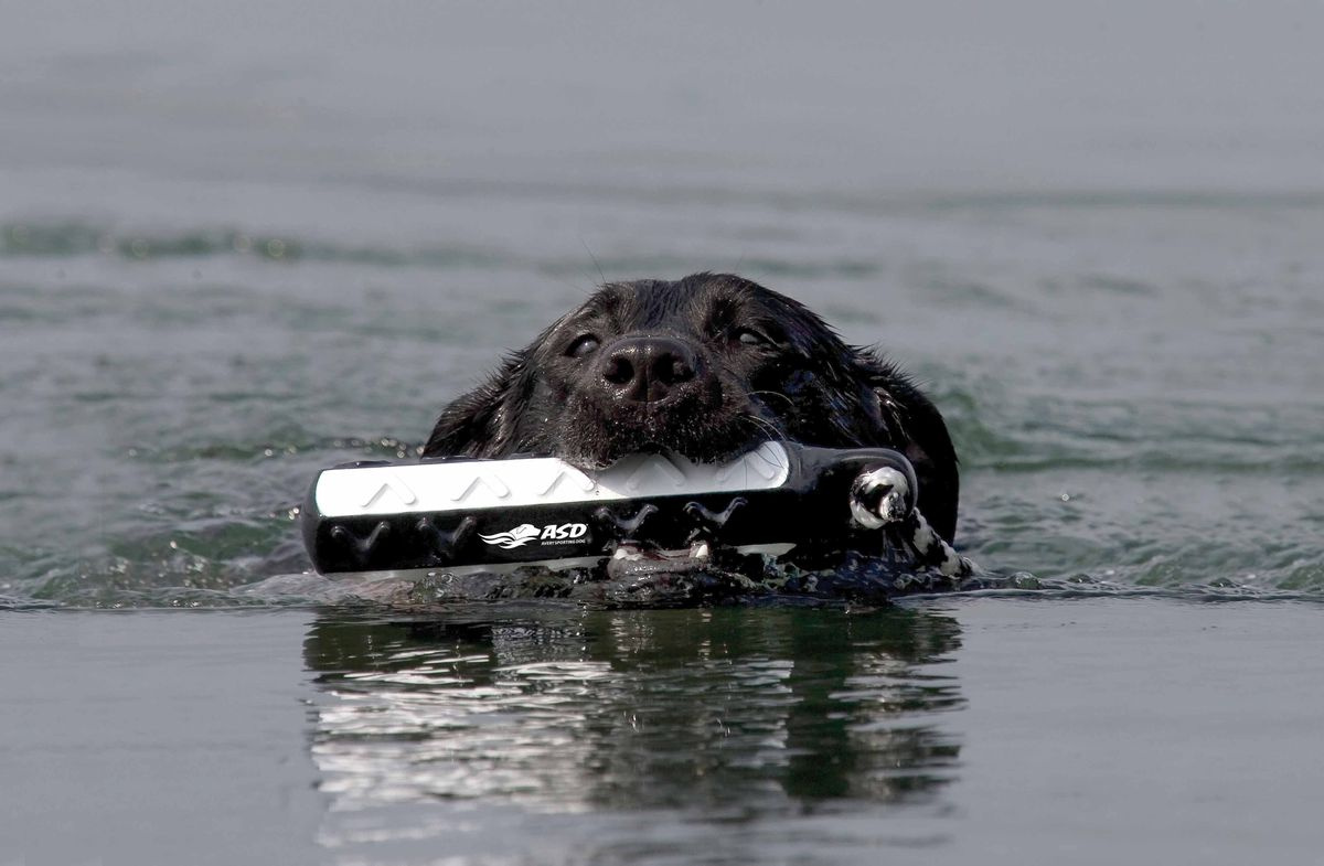 Water Dummy Hexa Bumper 200g orange