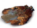 Pheasant skin Pheasant skin