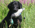 Dummy Mallard Dummy Mallard