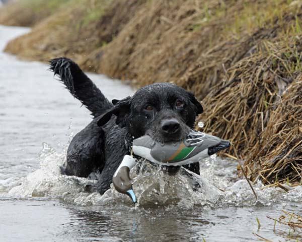 Dummy Pintail Bird