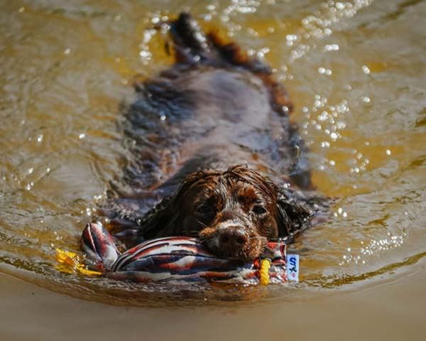 Partridge Bird Dummy