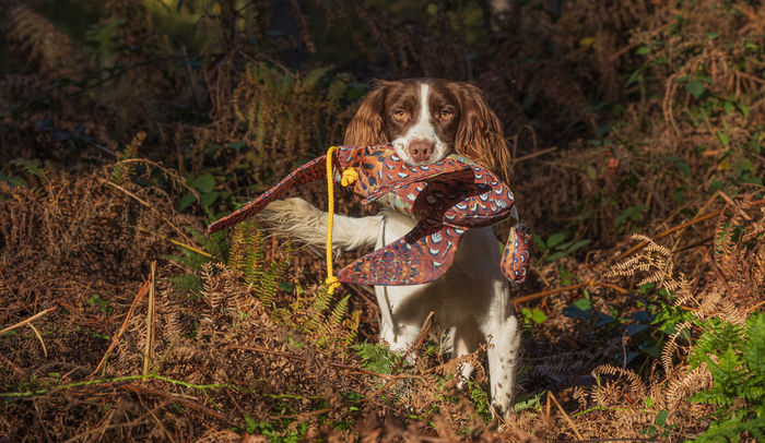 Pheasant Bird Dummy wings/tail 500g