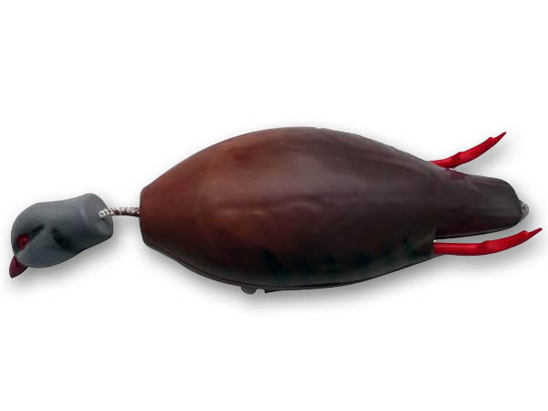 Dokken�s Partridge 