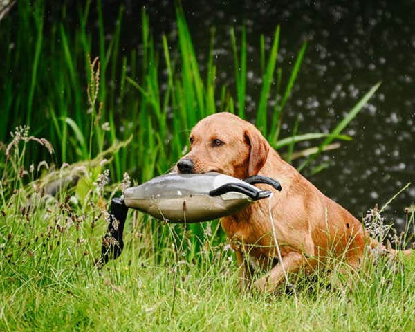 Dokken�s Canada Goose