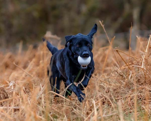 Launcher Ball - white