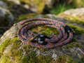 Retriever Slip Lead Mosaic 160 cm Retriever Slip Lead Mosaic 160 cm