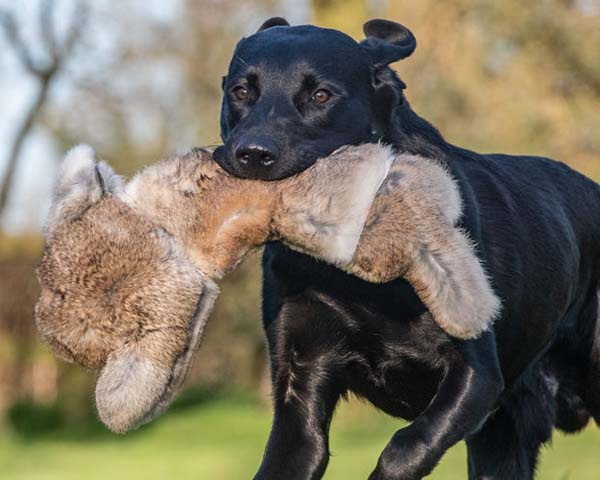Rabbit Realistic 700g